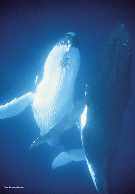 Baleines & dauphins de Polynésie, Alexandre Gannier, éditions Au vent des îles.