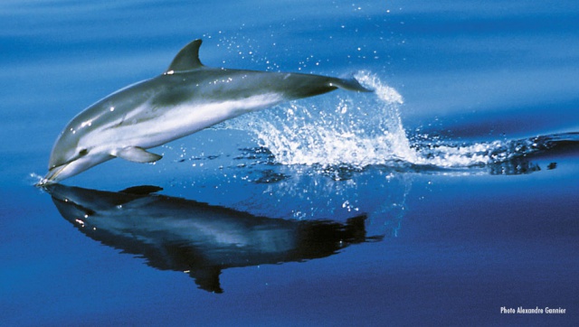 Baleines & dauphins de Polynésie, Alexandre Gannier, éditions Au vent des îles.