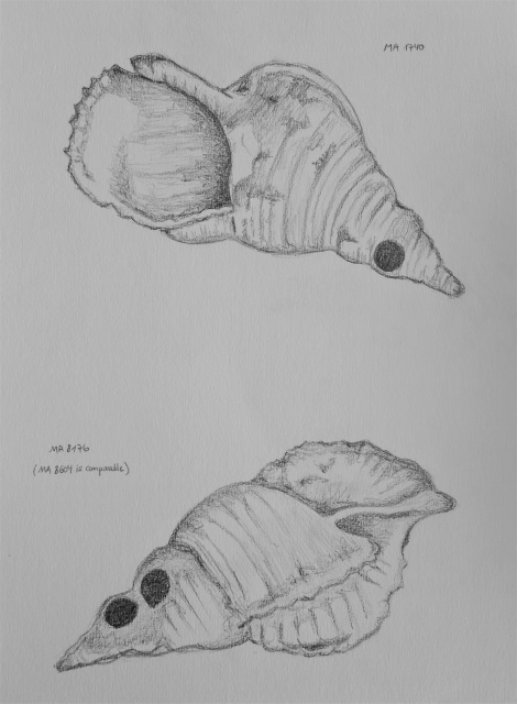 Trésors polynésiens retrouvés dans l'épave de la Pandora.