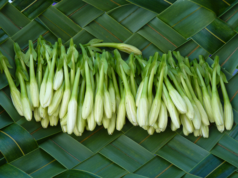 monoizz.jpg monoizz.jpg